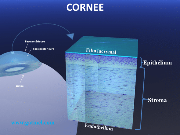 histologie de la cornée