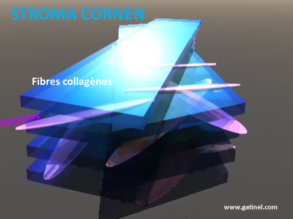kératocytes et stroma cornéen