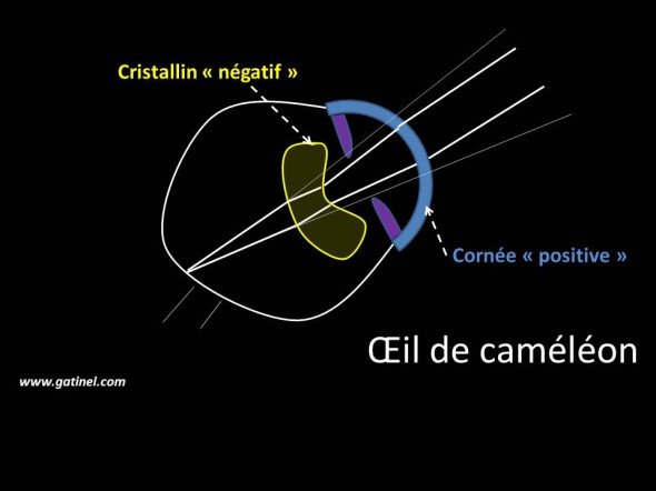 Le couple cornée (lentille fortement positive) et cristallin (lentille faiblement négative) de l’œil du caméléon induit un grossissement important de l’image rétinienne, et offre une importante capacité de mise au point (accommodation). 