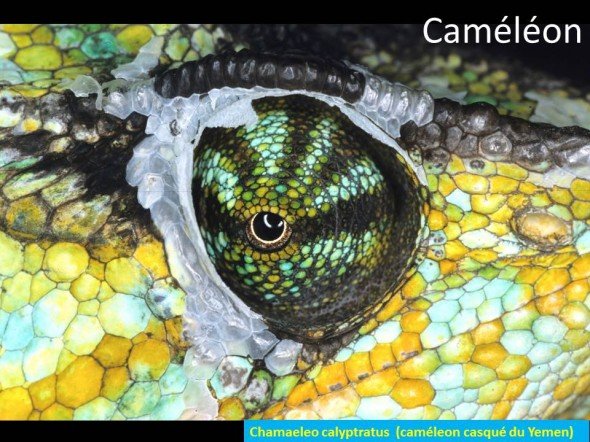 photo d'oeil de caméléon