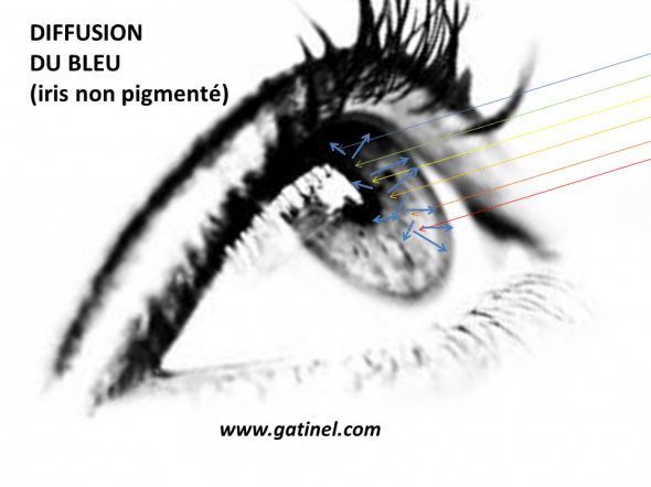 iris bleu par diffusion
