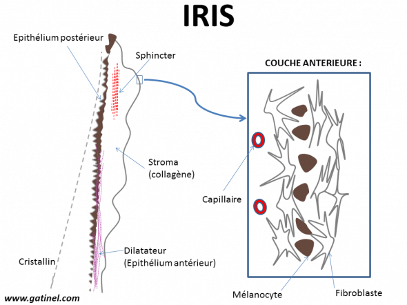 Description histologique simplifiée de l’iris. La couche antérieure est formée d’une matrice collagène où s’enchevêtre les fibroblastes, et des cellules pigmentées (mélanocytes) situées un peu plus en profondeur. Les yeux marrons, noisette et verts possèdent une proportion variable de ces cellules, dont sont dépourvus les yeux bleus.